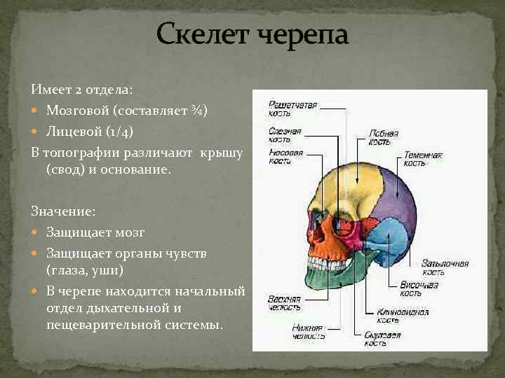  Скелет черепа Имеет 2 отдела: Мозговой (составляет ¾) Лицевой (1/4) В топографии различают