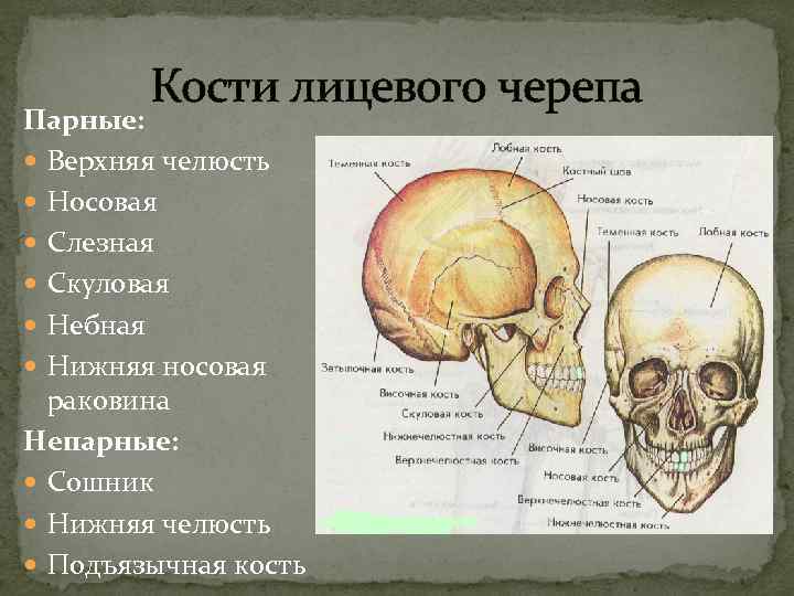  Кости лицевого черепа Парные: Верхняя челюсть Носовая Слезная Скуловая Небная Нижняя носовая раковина