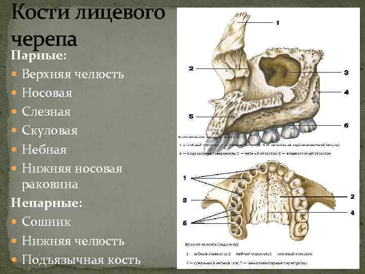 Кости лицевого черепа Парные: Верхняя челюсть Носовая Слезная Скуловая Небная Нижняя носовая раковина Непарные: