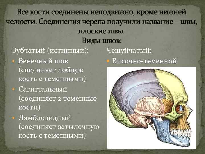  Все кости соединены неподвижно, кроме нижней челюсти. Соединения черепа получили название – швы,