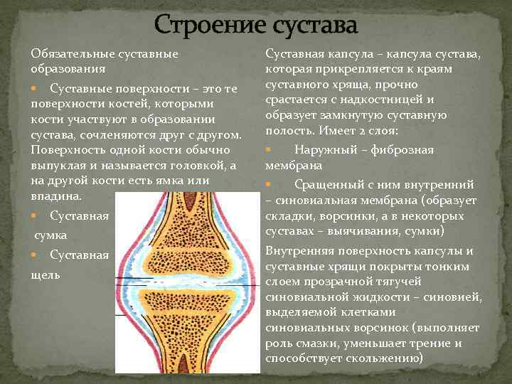  Строение сустава Обязательные суставные Суставная капсула – капсула сустава, образования которая прикрепляется к