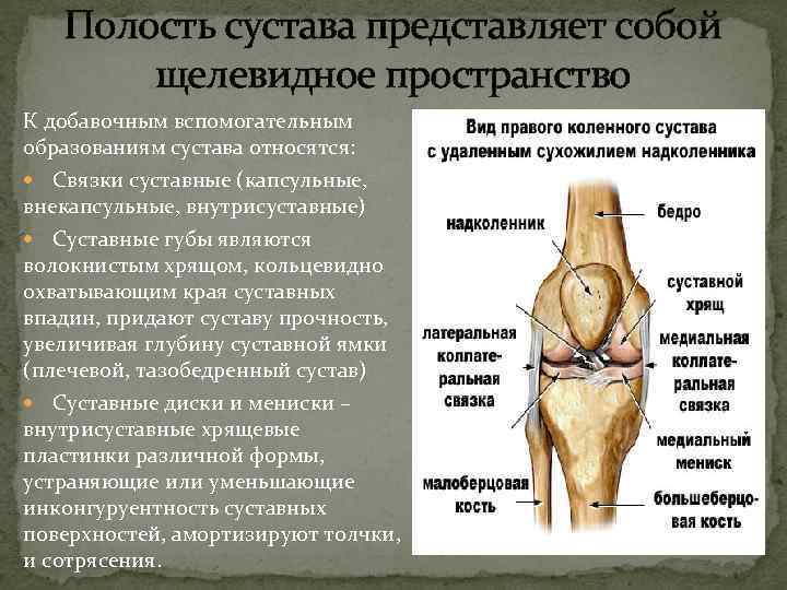  Полость сустава представляет собой щелевидное пространство К добавочным вспомогательным образованиям сустава относятся: Связки