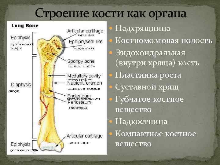 Строение кости как органа Надхрящница Костномозговая полость Эндохондральная (внутри хряща) кость Пластинка роста Суставной