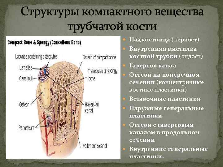 Структуры компактного вещества трубчатой кости Надкостница (периост) Внутренняя выстилка костной трубки (эндост) Гаверсов канал