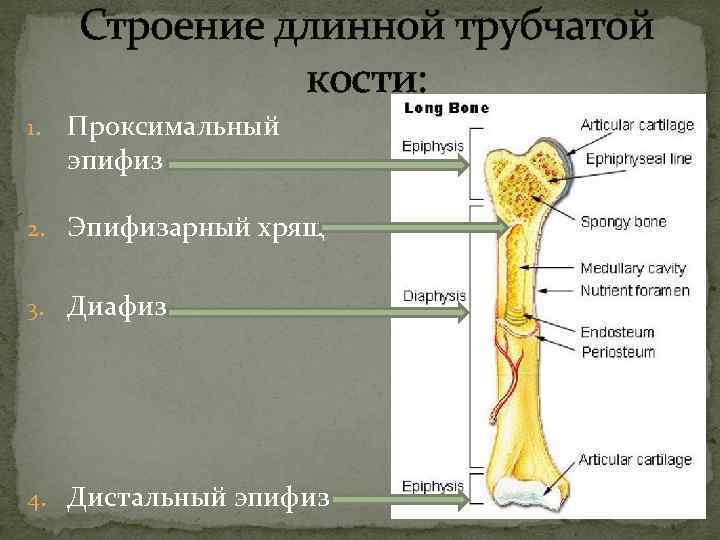  Строение длинной трубчатой кости: 1. Проксимальный эпифиз 2. Эпифизарный хрящ 3. Диафиз 4.