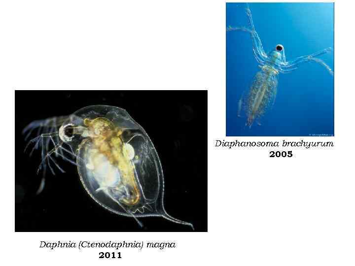  Diaphаnosoma brachyurum 2005 Daphnia (Ctenodaphnia) magna 2011 