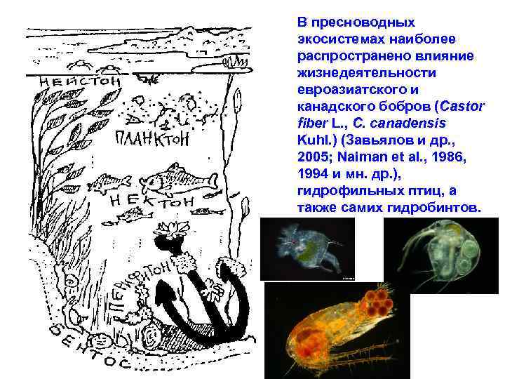 В пресноводных экосистемах наиболее распространено влияние жизнедеятельности евроазиатского и канадского бобров (Castor fiber L.