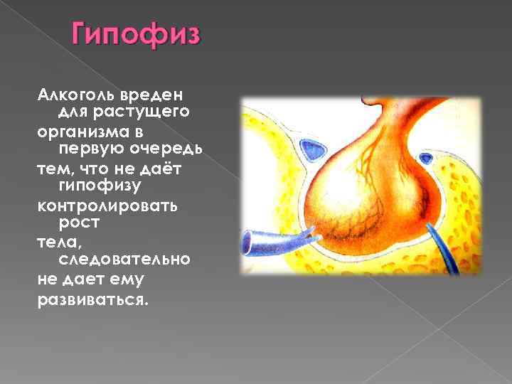  Гипофиз Алкоголь вреден для растущего организма в первую очередь тем, что не даёт