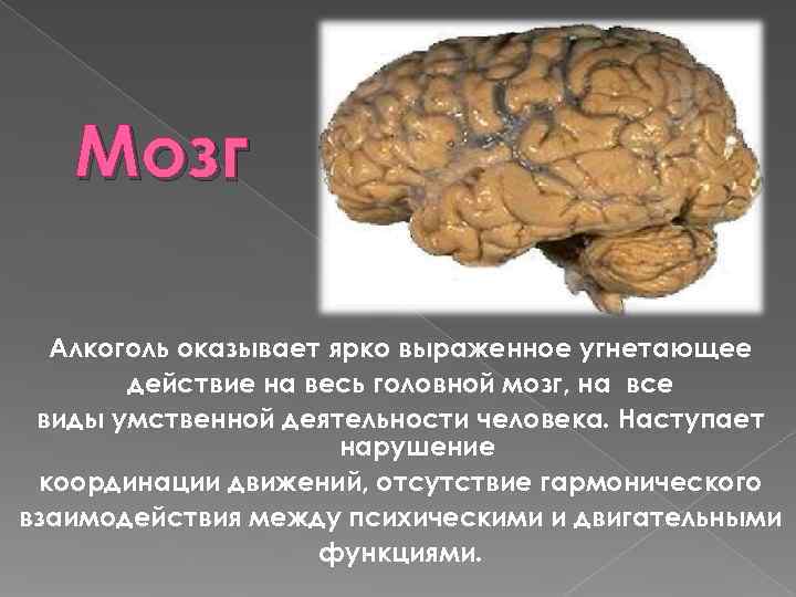  Мозг Алкоголь оказывает ярко выраженное угнетающее действие на весь головной мозг, на все