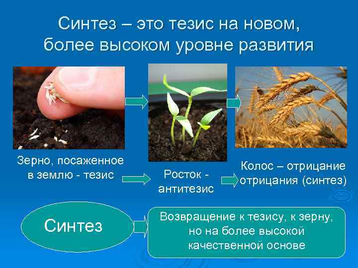  Синтез – это тезис на новом,  более высоком уровне развития Зерно, посаженное