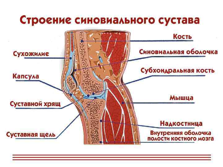 Строение коленного сустава человека фото с описанием костей