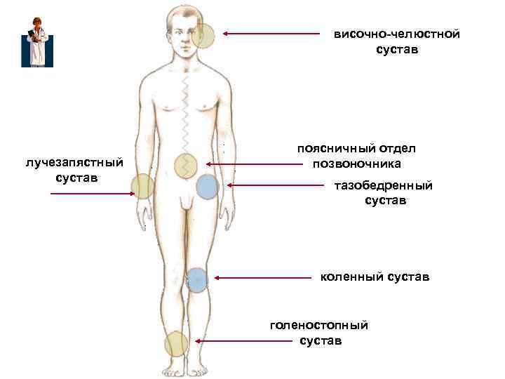  височно-челюстной сустав поясничный отдел лучезапястный позвоночника сустав тазобедренный сустав коленный сустав голеностопный сустав