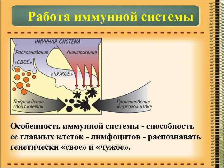  Работа иммунной системы Особенность иммунной системы - способность ее главных клеток - лимфоцитов