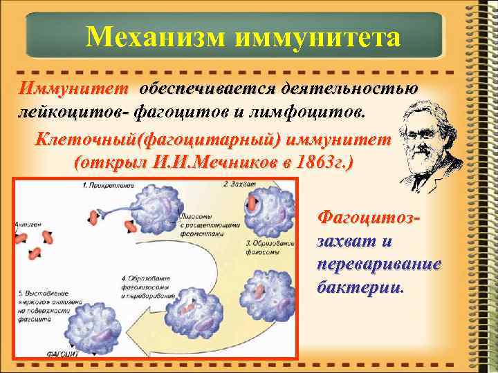  Механизм иммунитета Иммунитет обеспечивается деятельностью лейкоцитов- фагоцитов и лимфоцитов. Клеточный(фагоцитарный) иммунитет (открыл И.