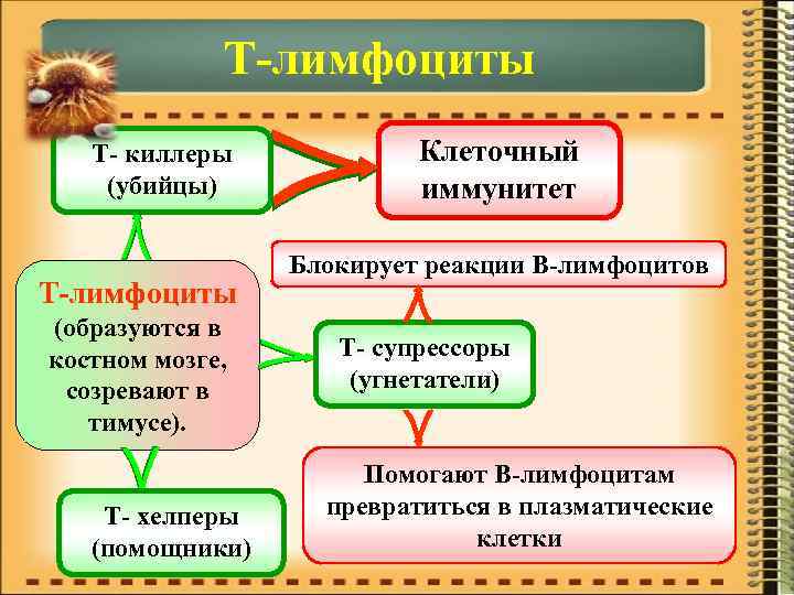  Т-лимфоциты Т- киллеры Клеточный (убийцы) иммунитет Блокирует реакции В-лимфоцитов Т-лимфоциты (образуются в костном