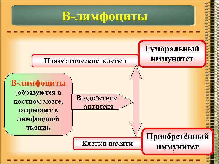  В-лимфоциты Гуморальный Плазматические клетки иммунитет В-лимфоциты (образуются в костном мозге, Воздействие созревают в