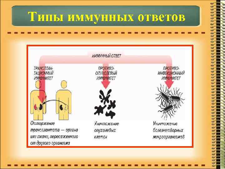 Типы иммунных ответов 