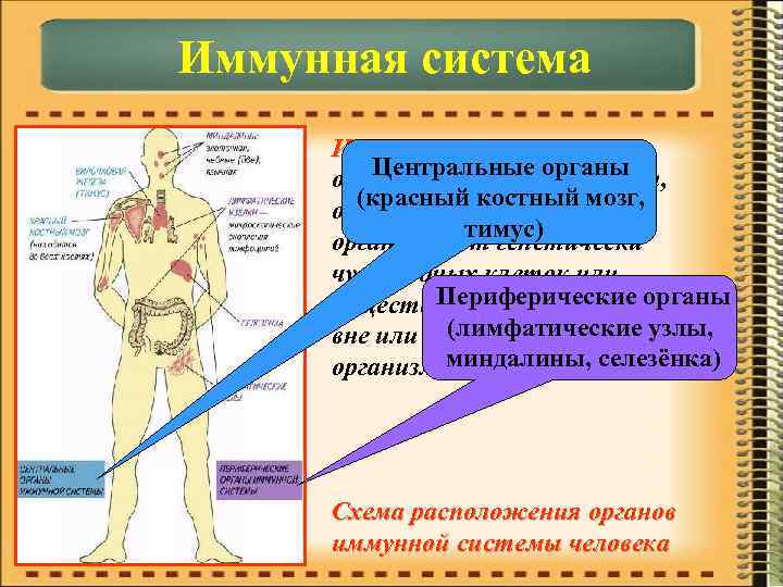 Иммунная система – Центральные органы объединяет органы и ткани, (красный костный мозг, обеспечивающие защиту