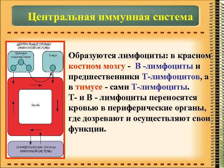 Центральная иммунная система Образуются лимфоциты: в красном костном мозгу - В -лимфоциты и предшественники