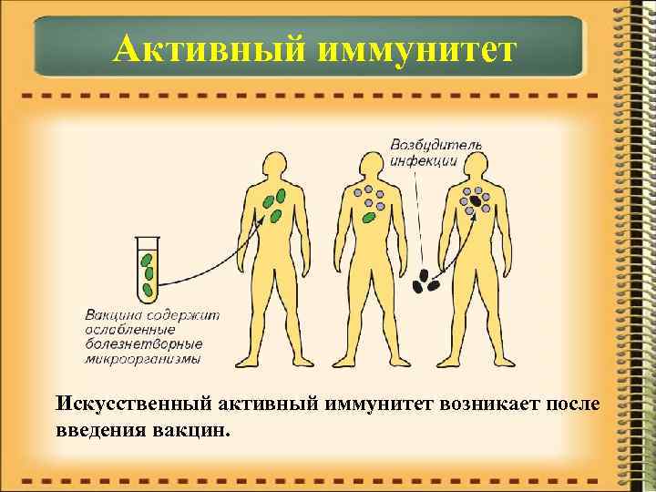  Активный иммунитет Искусственный активный иммунитет возникает после введения вакцин. 