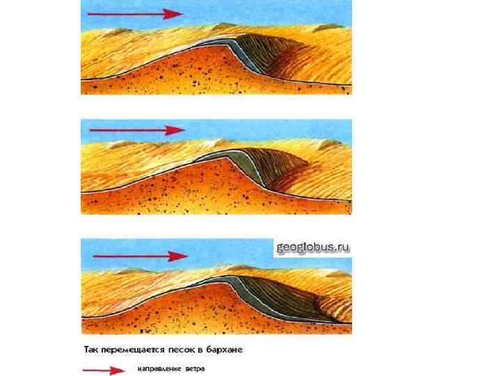  • Барханами называют обычно асимметричные  серповидные пecчаные формы, напоминающие серп и 