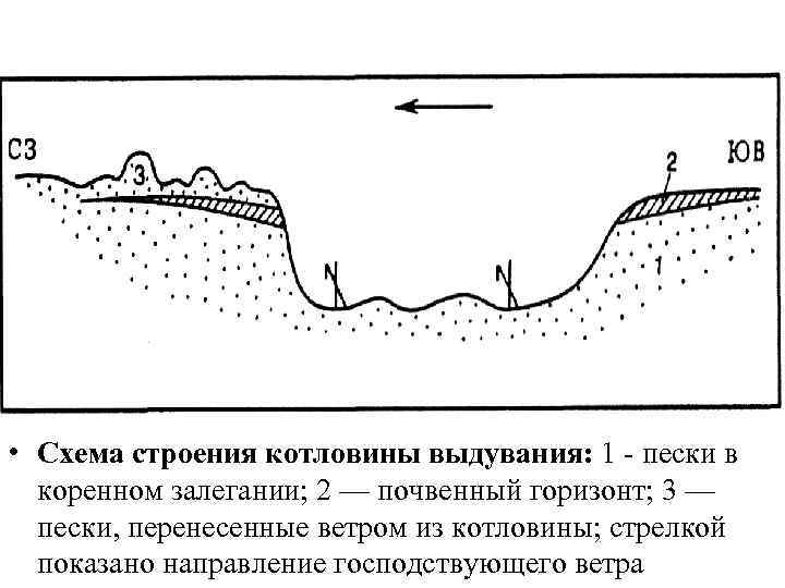  • Схема строения котловины выдувания: 1 - пески в  коренном залегании; 2