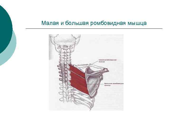 Малая ромбовидная мышца