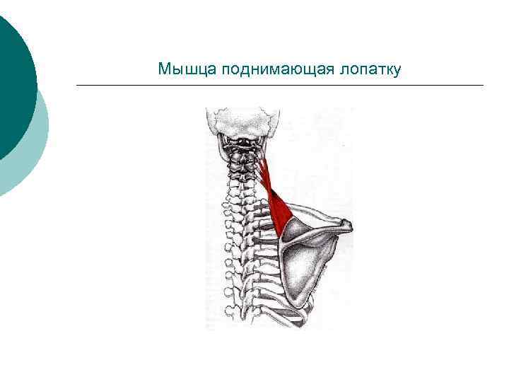 Мышца поднимающая лопатку 