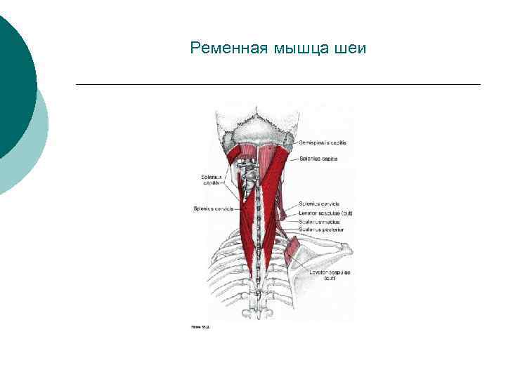 Ременная мышца шеи 