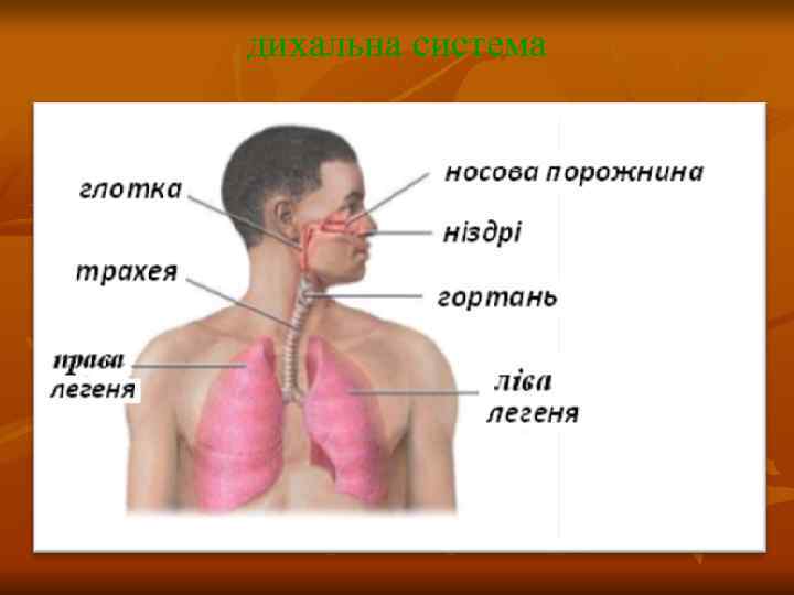 дихальна система 