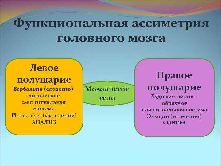 Функциональная ассиметрия головного мозга Левое полушарие Правое Вербально (словесно)- Функциональная ассиметрия головного мозга Левое полушарие Правое Вербально (словесно)-