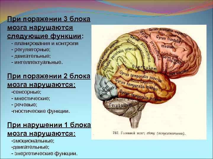 Функциональное нарушение мозга. Три блока головного мозга Лурия. Функциональные блоки Лурия. 1 Блок головного мозга по Лурия функции. Функции 2 блока мозга по Лурия.
