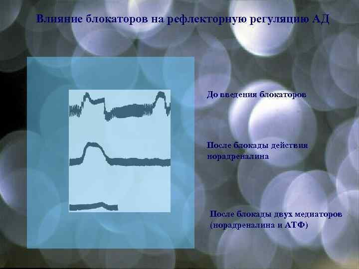 Влияние блокаторов на рефлекторную регуляцию АД До введения блокаторов После блокады действия норадреналина После