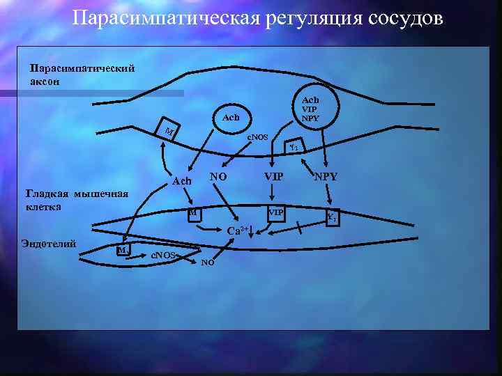  Парасимпатическая регуляция сосудов Парасимпатический аксон Ach VIP Ach NPY M с. NOS γ