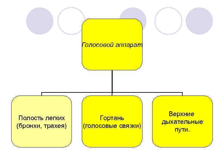  Голосовой аппарат Верхние Полость легких Гортань дыхательные (бронхи, трахея) (голосовые связки) пути. 