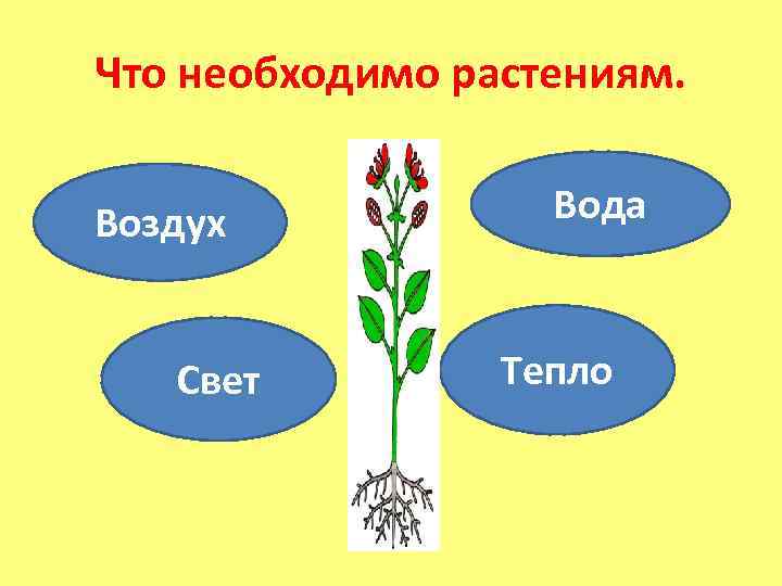  Что необходимо растениям. Воздух Вода Свет Тепло 