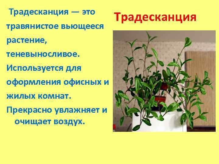  Традесканция — это Традесканция травянистое вьющееся растение, теневыносливое. Используется для оформления офисных и