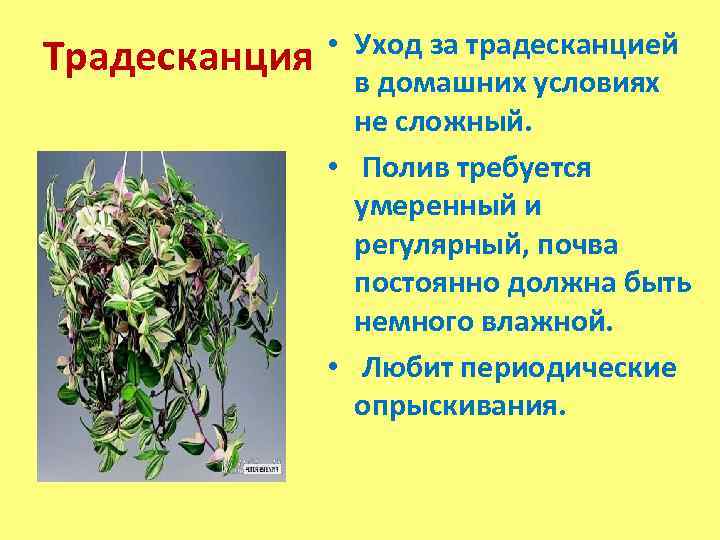 Традесканция • Уход за традесканцией в домашних условиях не сложный. • Полив требуется умеренный