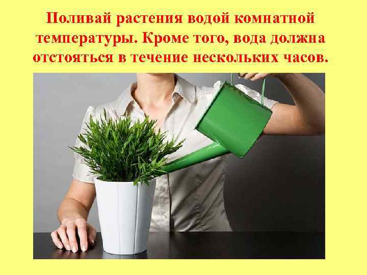  Поливай растения водой комнатной температуры. Кроме того, вода должна отстояться в течение нескольких