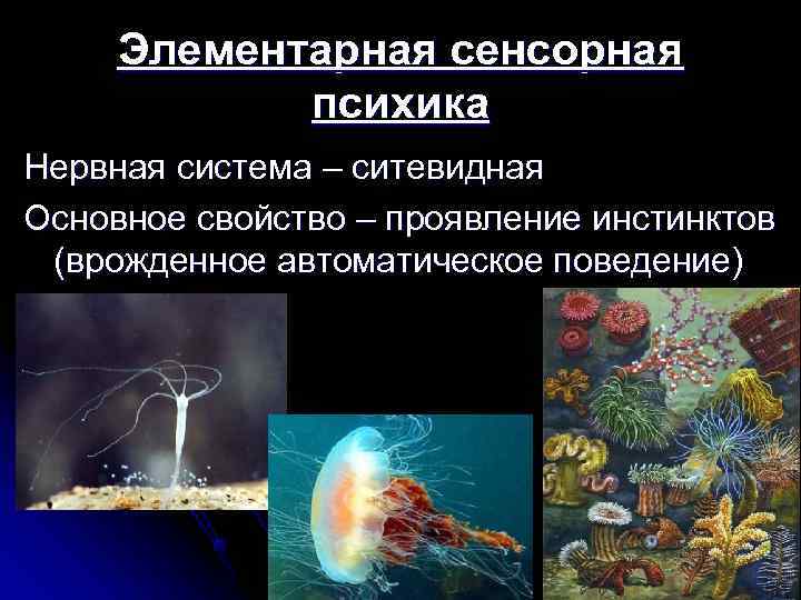  Элементарная сенсорная   психика Нервная система – ситевидная Основное свойство – проявление