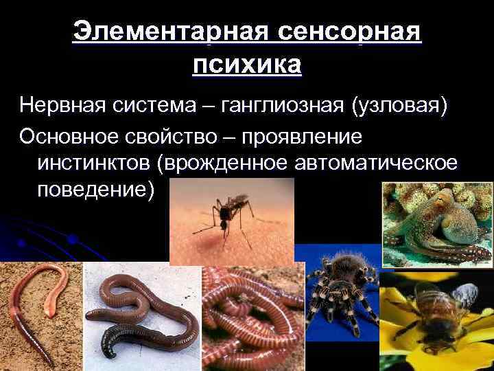   Элементарная сенсорная  психика Нервная система – ганглиозная (узловая) Основное свойство –