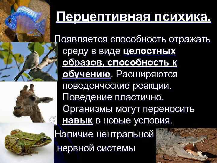 Перцептивная психика. Появляется способность отражать среду в виде целостных образов, способность к обучению. Расширяются