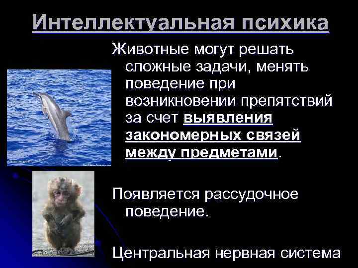 Интеллектуальная психика  Животные могут решать  сложные задачи, менять  поведение при 