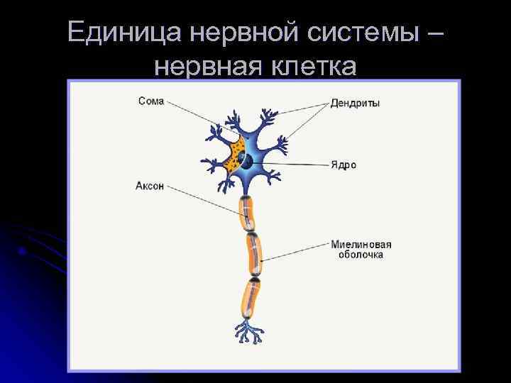 Единица нервной системы – нервная клетка 