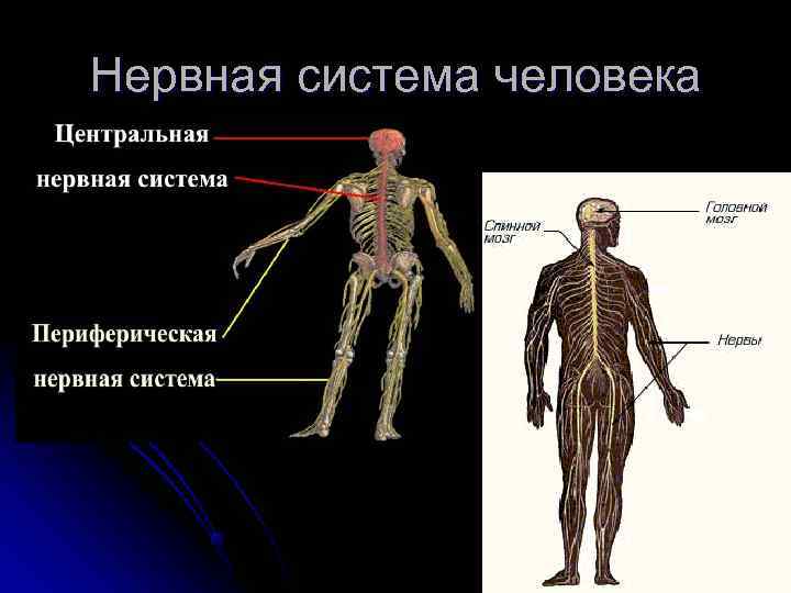 Нервная система человека 
