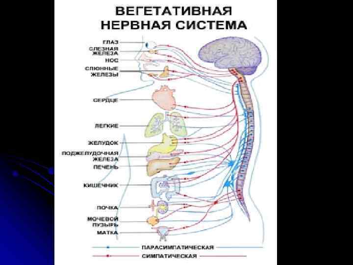 Строение центральной нервной  системы   l  Спинной мозг. В сером 
