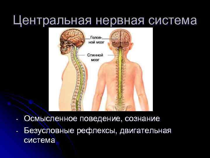      Спинной мозг является также     органом