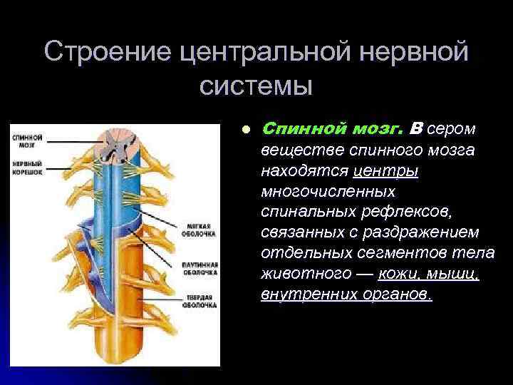   Головной мозг состоит : l а) из мозжечка l б) из стволовой