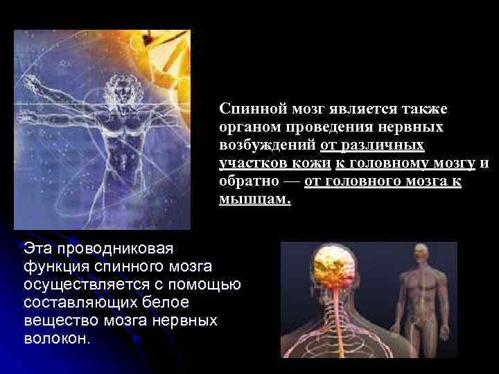     Мозжечок, связан проводящими путями со всеми другими отделами центральной нервной