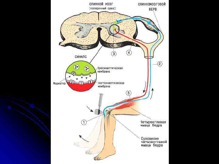    Продолговатый мозг Примыкающий к нему так называемый варолиев мост содержат центры